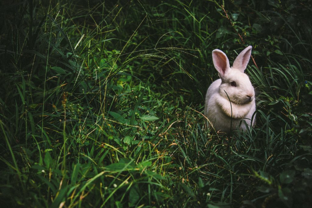 Ein Kaninchen in sitzt in einem Grünstreifen
